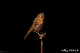 故事：小鸟报恩，勿以善小而不为，善报可能会迟到，但不会缺席图片