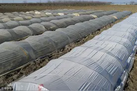 马铃薯套种芋头高效栽培技术，利用拱棚的模式，提高农民经济效益图片