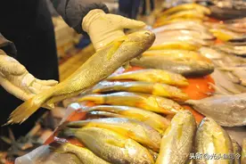 大黄鱼的哭泣！​短短20年，价格飙升万倍，到底谁是“黄雀”？图片