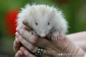 罕见 英国现白化刺猬：萌萌哒图片