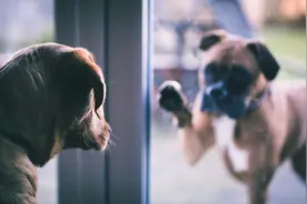 这几件事，对狗狗来说就是“酷刑”图片