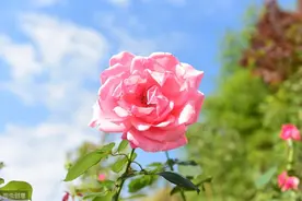 月季笋芽太弱，是这3个原因在“捣蛋”，及时解决，壮笋冒不停图片