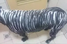 老公给狗子洗澡半天没出来，女子正疑惑着，进去一看表示想揍人图片