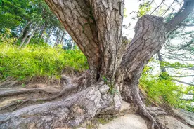 故事：构树炸缝原来是被气的图片