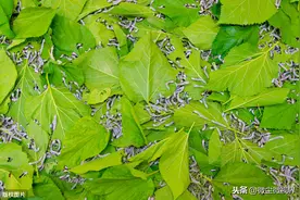 养蚕期间出现连续降雨可诱发蚕病，6个管理要点需要逐一掌握图片