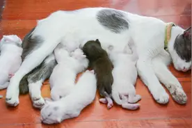 猫咪怀孕不爱吃饭，是肚子里小猫惹的祸，主人可以这样帮它图片