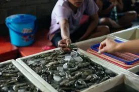 菜市场碰到这些虾，为了家人健康，大处理也别买，鱼贩自己都不吃图片