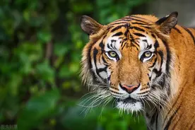 他救了奄奄待毙的老虎，没想到老虎竟然为他留下了诸多虎故事图片