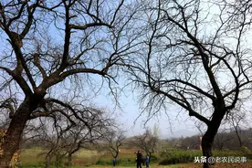 农村不起眼的3种树木，平时当柴烧，却价格昂贵，很贵的硬木材料图片
