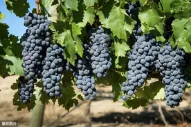 葡萄繁殖与栽培技术，科学种植方式，以下几点一定要注意图片