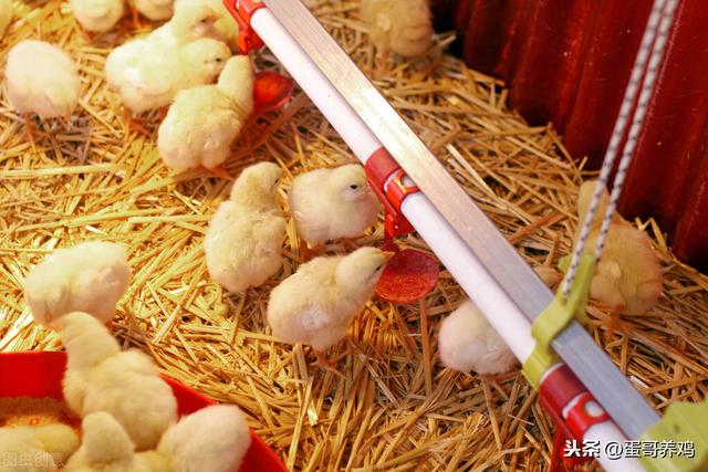 的小鸡皮肤小窍门