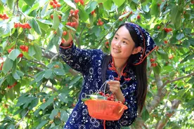 目前最受果农欢迎的4种大樱桃砧木，看看哪一种最赚钱？图片