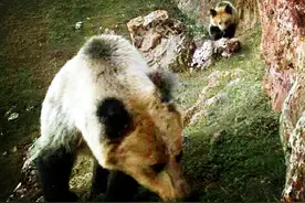 三江源发现藏蓝熊遛娃，公熊求偶后本该独居，为何到10月还没走图片