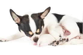 刚出生的小狗狗，主人想要照顾它们，需要学会这4个步骤图片