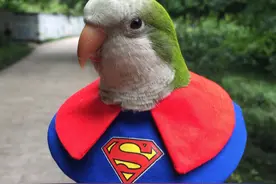 什么操作，鸟也需要戴围脖？这叫伊丽莎白圈！防止它拔掉寄几的毛图片