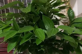 家养平安树该注意什么？发白枯萎如何治疗？这些基础知识你知道吗图片