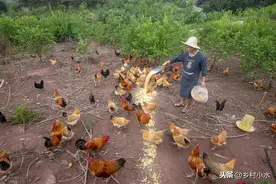 “包山头”养殖很赚钱？下面6点没做好，赔钱只是多与少的区别！图片