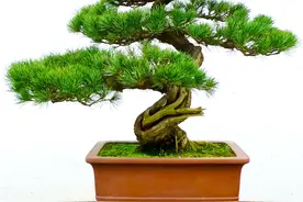 盆景制作入门  三种基本盆景制作方法图片