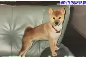 2年前主人失智爱犬流浪，2年后再次相遇老人一眼认出抓住不放手图片