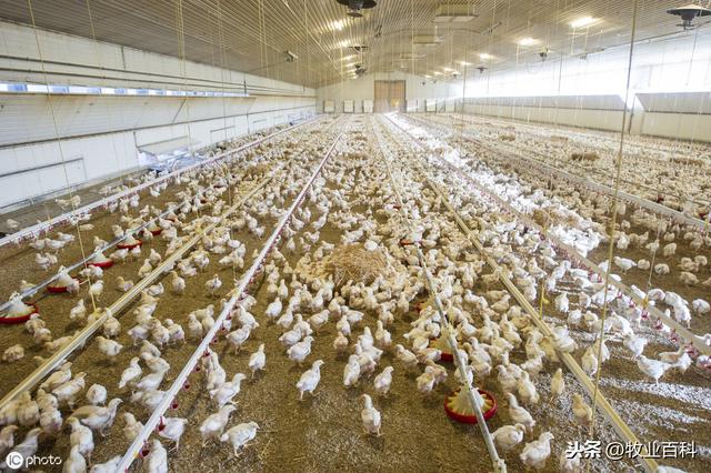 优质雏鸡培育关键技术分析