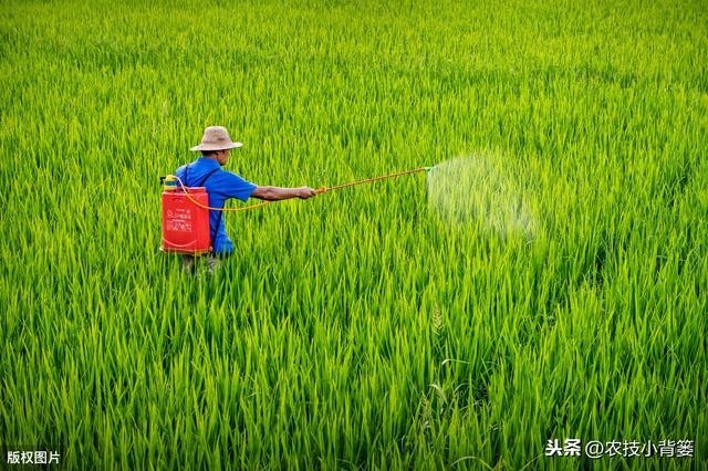 既能防治病害又能促长增产，这个肥药配方花钱不多但效果就是好