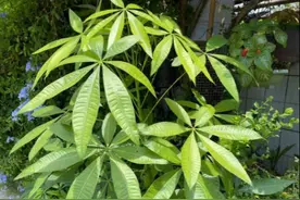 发财树夏季埋点“豆豆粉”，枝干粗壮挺拔，叶片又厚又亮图片