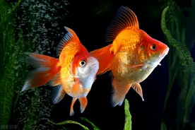 我们养鱼的增氧泵什么时候开？每天开多久合适？看我的图片