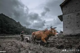 “只有累死的牛，没有耕坏的田”，男人们别想歪了，意思是这样的图片