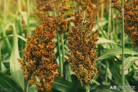 高粱种植技术及病虫害防治，减轻病虫害的影响，进一步提高产量图片