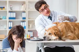 两个月的小金毛拉肚子是什么原因？小金毛主人应该怎么做？图片