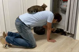 老公起初不同意养猫，隔了一段时间后却变了：完全沦陷了图片