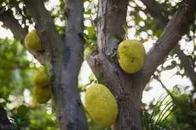 “菠萝菠萝蜜菠萝菠萝蜜···”是世界上最大最重的水果知道吗？图片