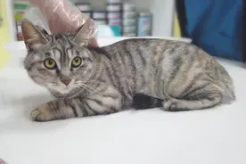 猫咪呕吐来医院检查，抽完血后呆滞地看着前方：你们对我做了什么图片