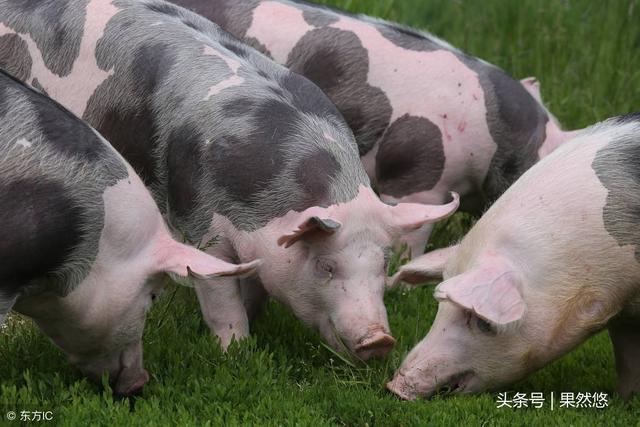 涓タ缁撳悎鏂规锛屽姪鎭㈠锛屼績鐢熼暱锛岃В鍐崇梾鐚鍚庣敓闀跨紦鎱㈤毦棰橈紒