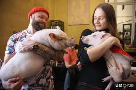 夫妻俩将猪当宠物，像孩子一样照顾，没想到4年后变肥猪图片