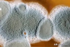 鸡群反复拉红色粪便是什么原因？一起来了解图片