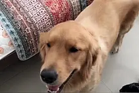 金毛生了10只崽，主人回来后却发现少了一只，找到后十分疑惑图片