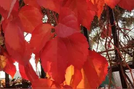 藏一枚红色的秋叶做书签图片