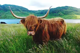 2021辛丑年到来，俗语“寡年遇到牛，无春也盼头”啥意思？图片