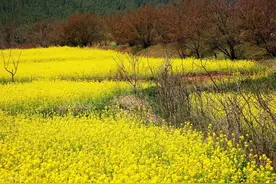 欢迎来到徐州吕梁风景区，春天的油菜花和梅花在这里完美盛开图片
