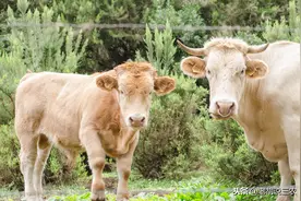 养10头牛究竟能赚多少钱？预计差不多能赚八、九万吧图片