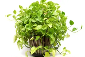 绿萝叶片发黄，落叶该咋办？了解5点原因，正确防治是关键图片