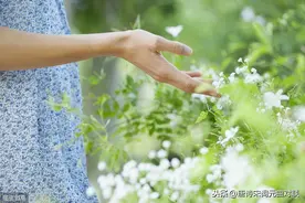 上联：探春花俯首，请对下联图片