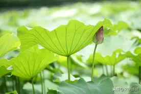一天一首古诗词 | 唐代，白居易《采莲曲》图片