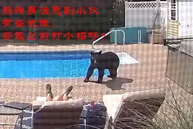 小伙在泳池边打盹，一头大黑熊将他推醒，这很“和谐”吗？图片