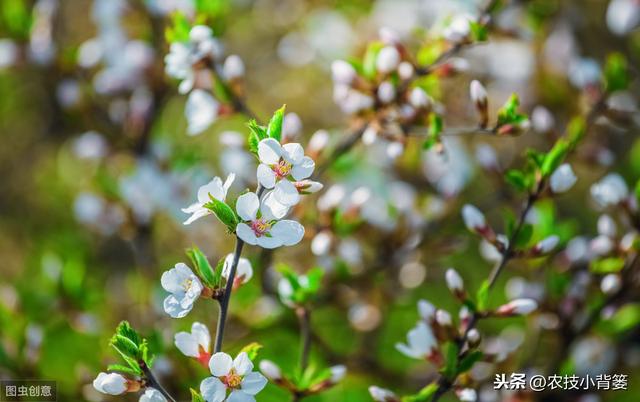 果树落花落果是啥原因造成的？如何保花保果才能使果园后期高产？