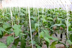 秋茄子适宜品种介绍，想要获得高产茄苗，这些你都需要知道图片