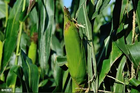 玉米栽培技术，及病虫害防治策略分析，提升玉米产量图片