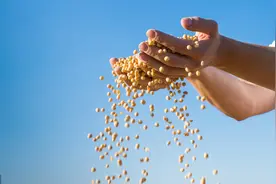 相比传统的大豆种植技术，密植栽培方法有着突出的优势图片