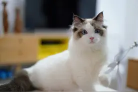 这些常见的猫咪你都认识吗？图片